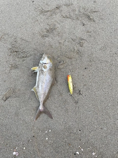 ショゴの釣果