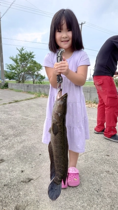 ライギョの釣果