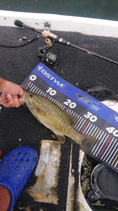 スモールマウスバスの釣果