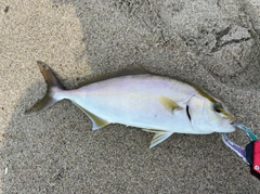 ショゴの釣果