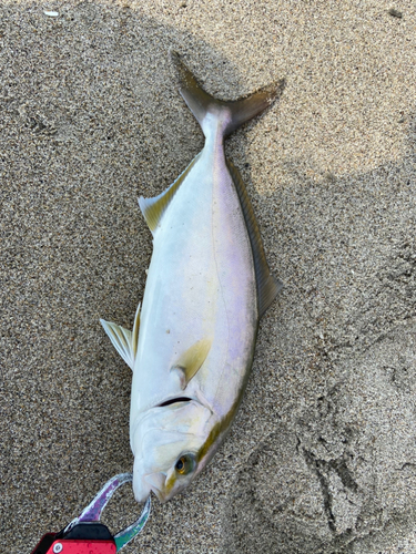 ショゴの釣果