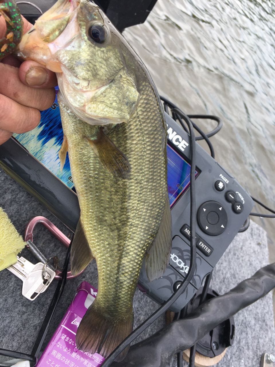 ラージマウスバス