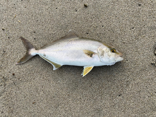 ショゴの釣果