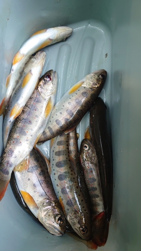 アマゴの釣果