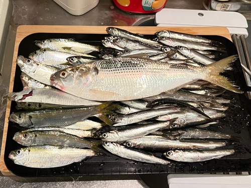 カタクチイワシの釣果