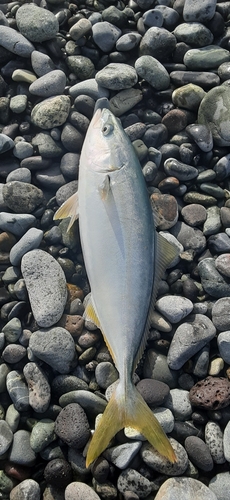 ショゴの釣果