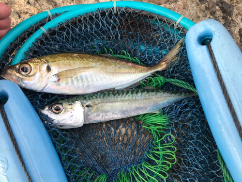 マアジの釣果