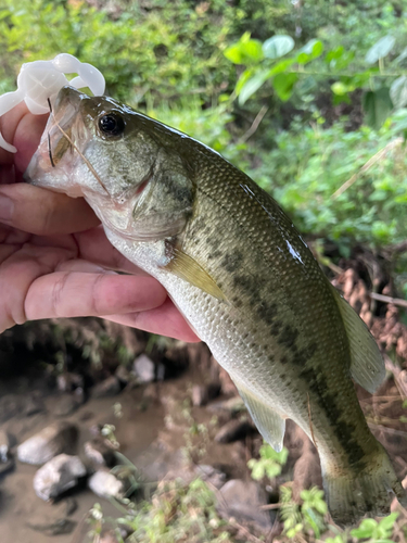 ラージマウスバスの釣果