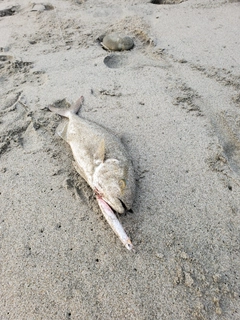 ショゴの釣果