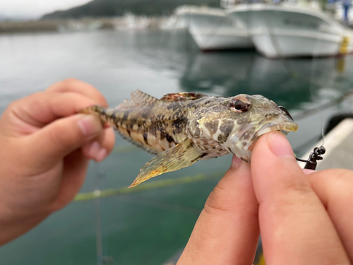 アナハゼの釣果