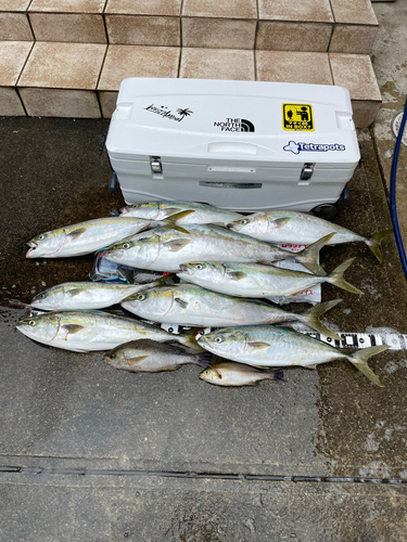 メジロの釣果