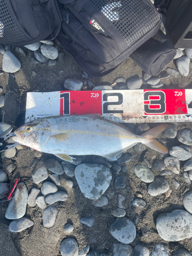 ショゴの釣果