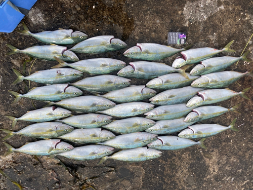 ワカシの釣果