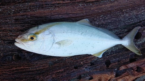 ショゴの釣果