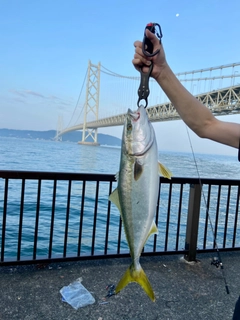 ワカシの釣果