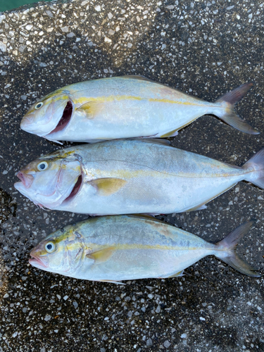 シオの釣果