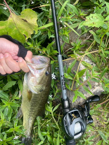 ブラックバスの釣果