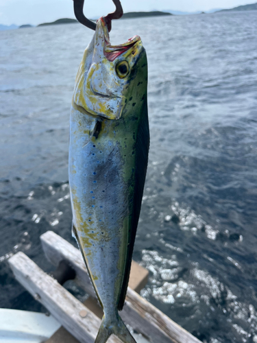 シイラの釣果