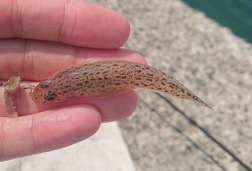 マハゼの釣果