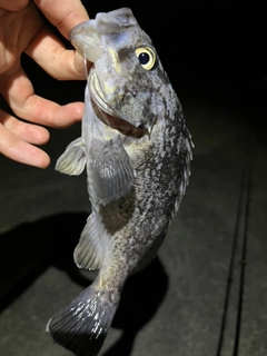 クロソイの釣果