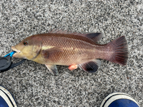 コブダイの釣果