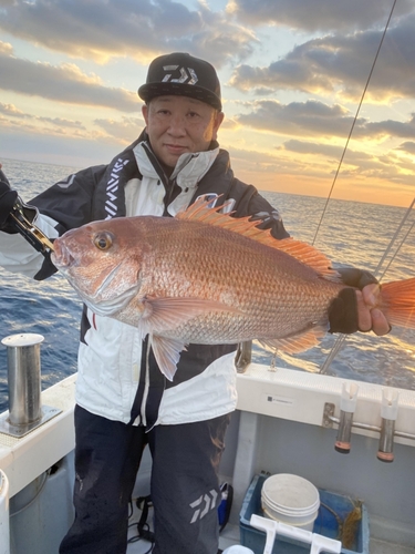 マダイの釣果