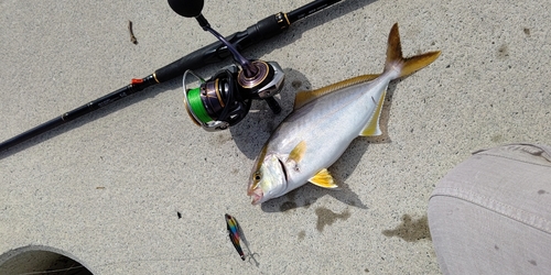 ショゴの釣果