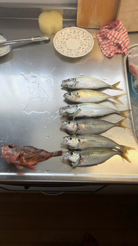 アジの釣果