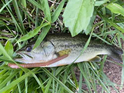 ラージマウスバスの釣果