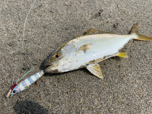 ショゴの釣果