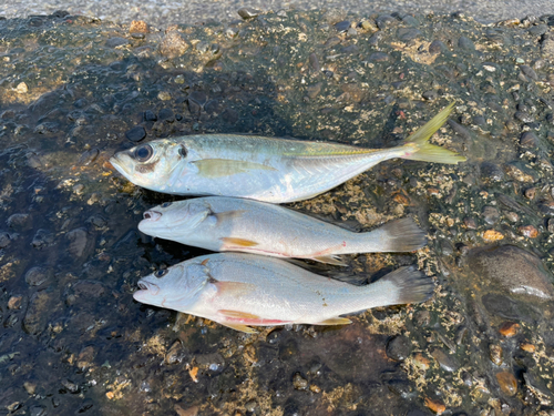 マアジの釣果