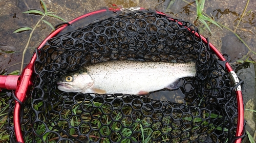 ニジマスの釣果