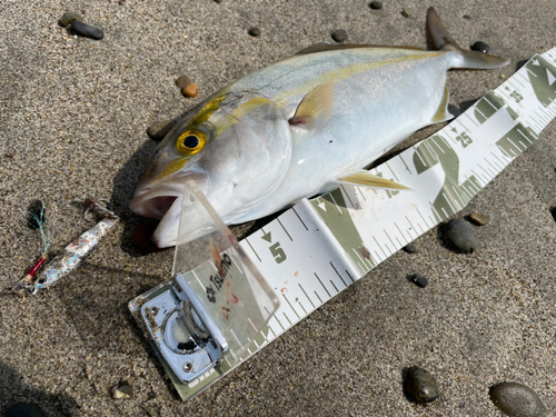 ショゴの釣果