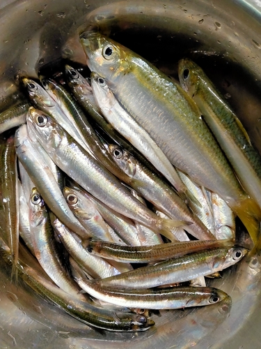 カタクチイワシの釣果