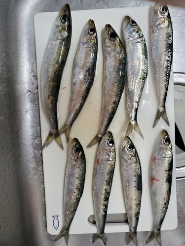 イワシの釣果