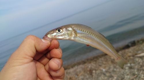 シロギスの釣果