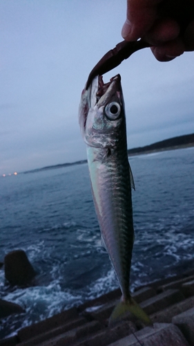 サバの釣果