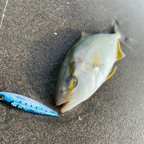 ショゴの釣果