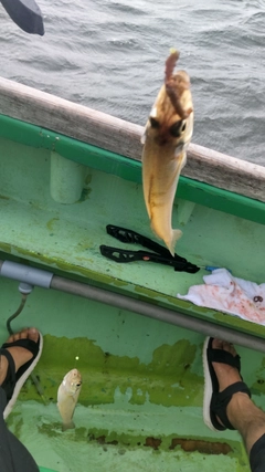 シロギスの釣果