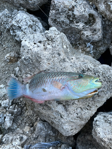 ヒロサーの釣果