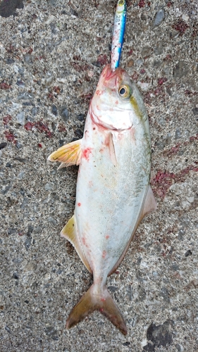 ショゴの釣果