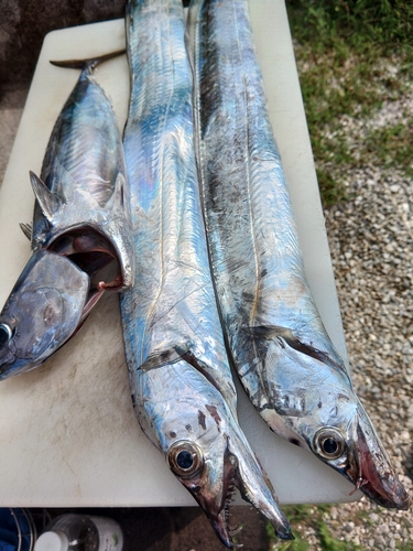 タチウオの釣果