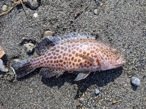 オオモンハタの釣果