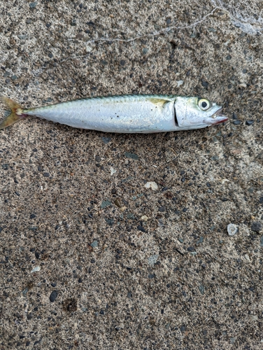 サバの釣果