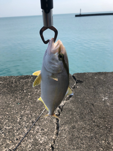 ショゴの釣果