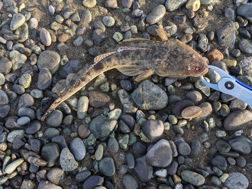 マゴチの釣果