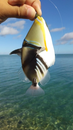 ムラサメモンガラの釣果