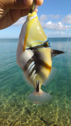 ムラサメモンガラの釣果