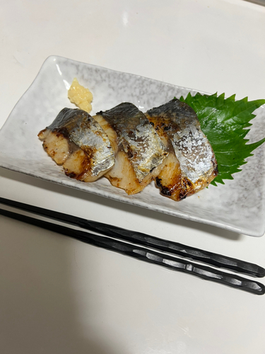 サゴシの釣果