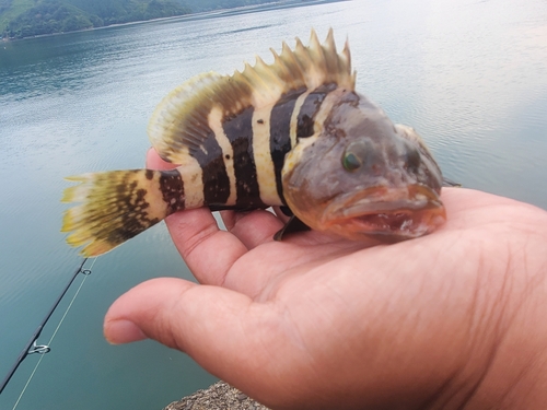 イトヨリダイの釣果